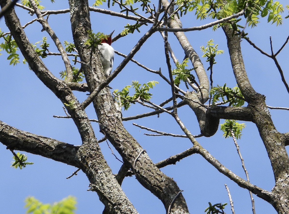 Pic à tête rouge - ML636203887