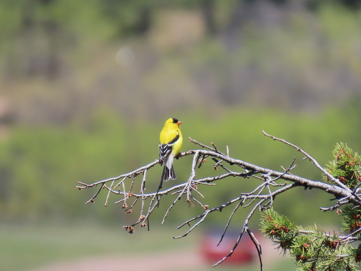 American Goldfinch - ML636203902