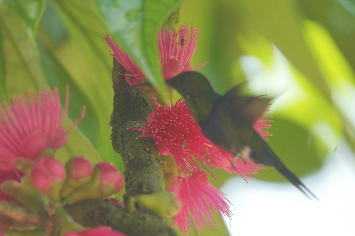 Golden-tailed Sapphire - ML636203939