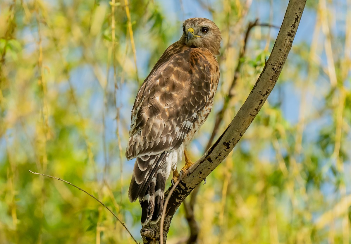 Red-shouldered Hawk - ML636203977