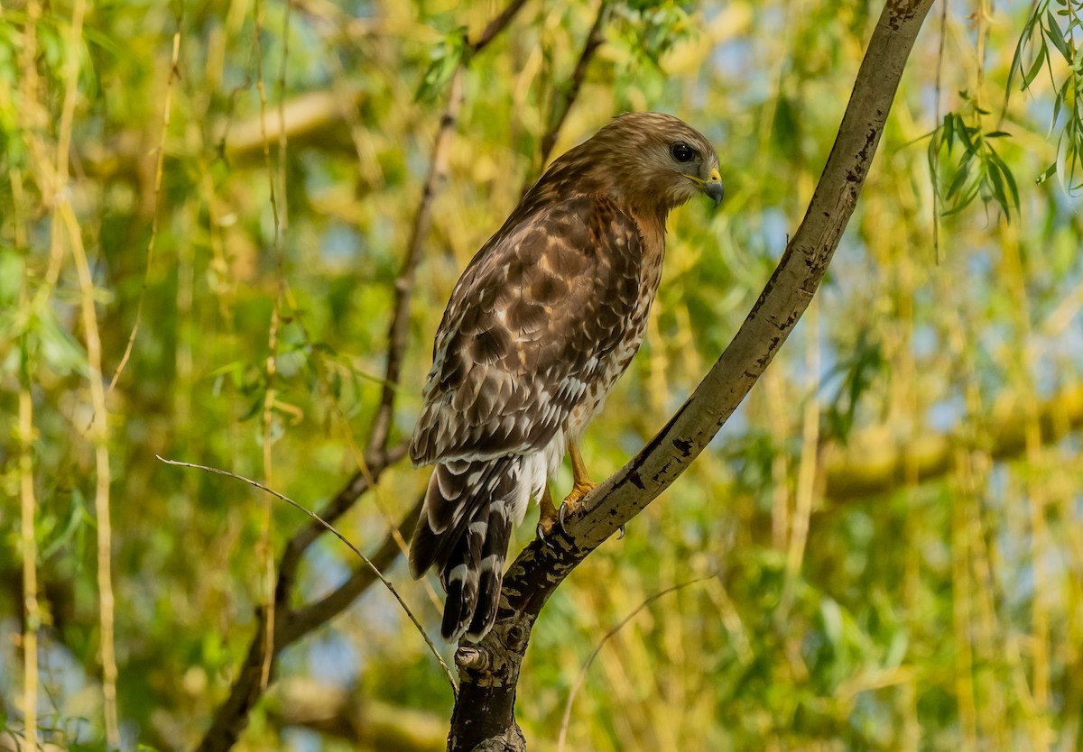 Red-shouldered Hawk - ML636203978