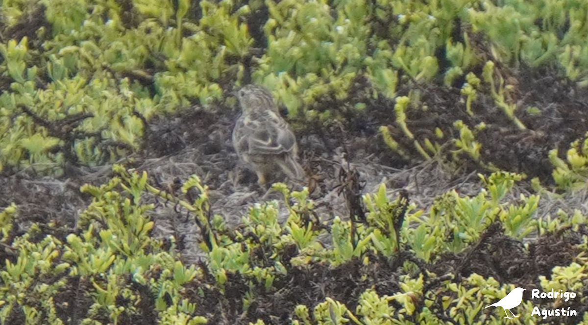 Peruvian Pipit - ML636204036