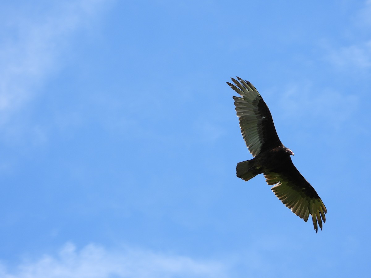 Turkey Vulture - ML636204040