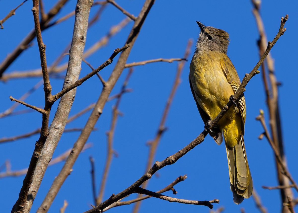 Flavescent Bulbul - ML636204057