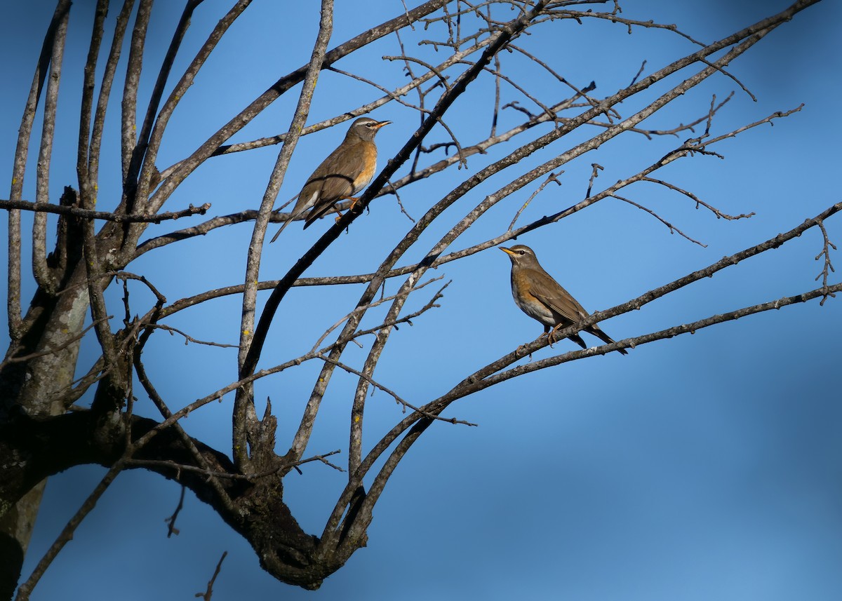 Eyebrowed Thrush - ML636204061