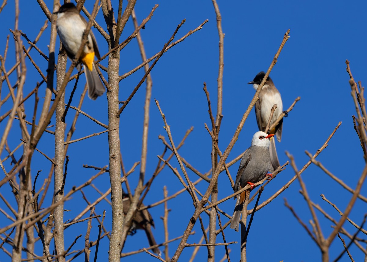 White-headed Bulbul - ML636204071