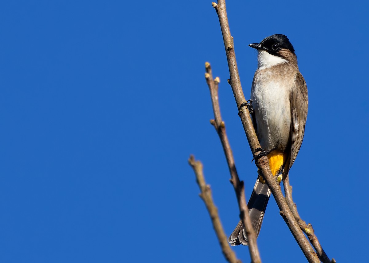 Brown-breasted Bulbul - ML636204077