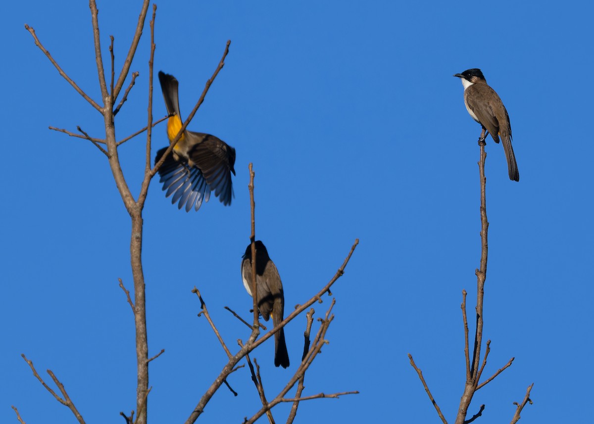 Brown-breasted Bulbul - ML636204078