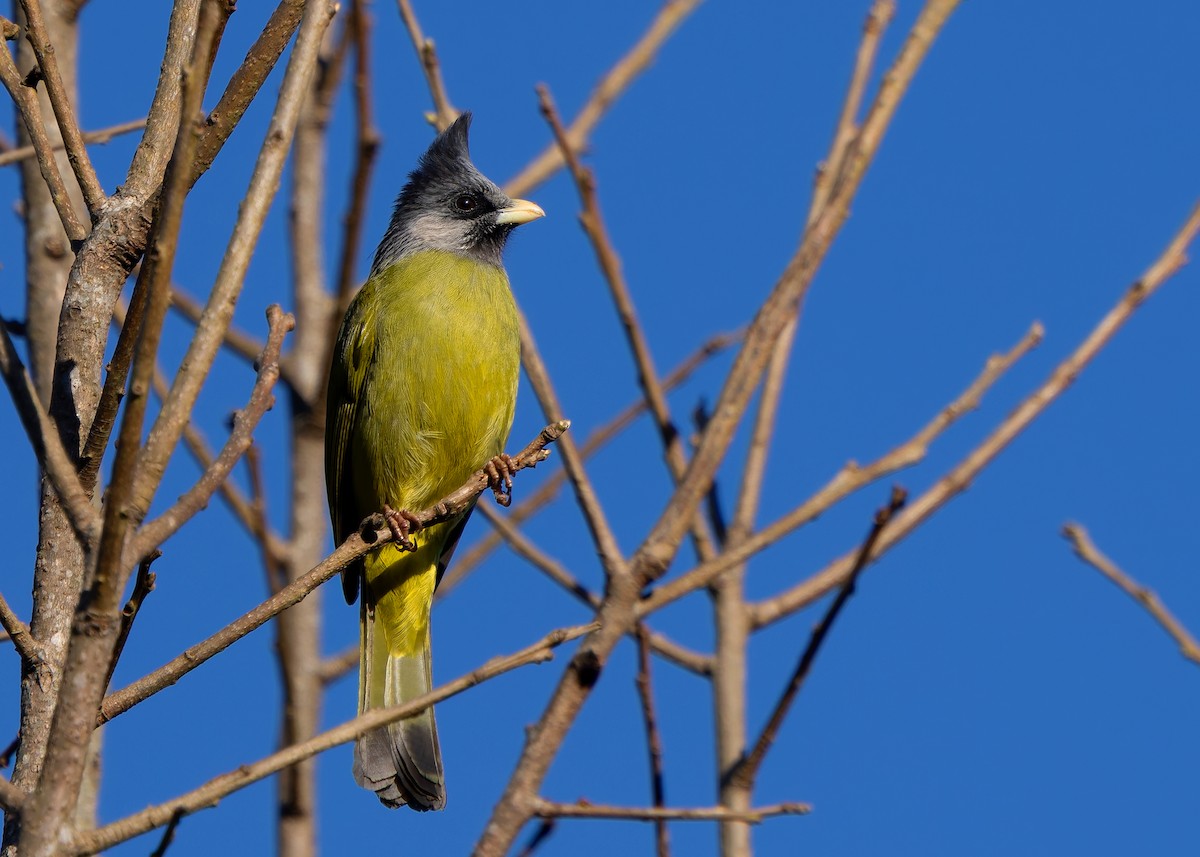 Crested Finchbill - ML636204082