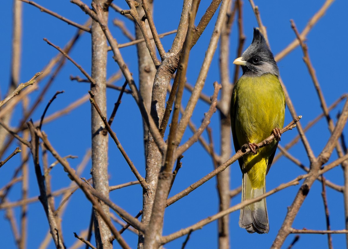Crested Finchbill - ML636204083