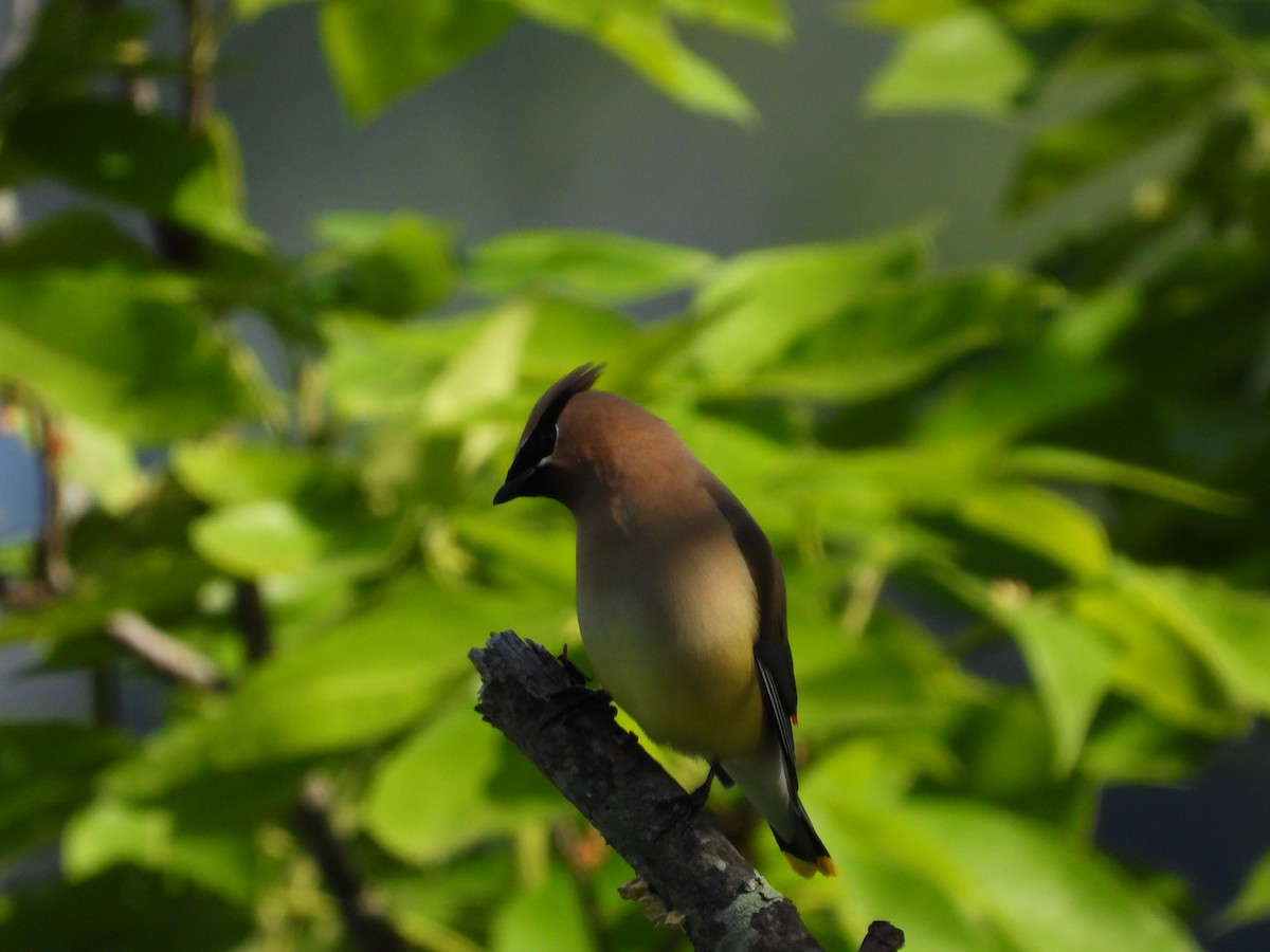 Cedar Waxwing - ML636204305