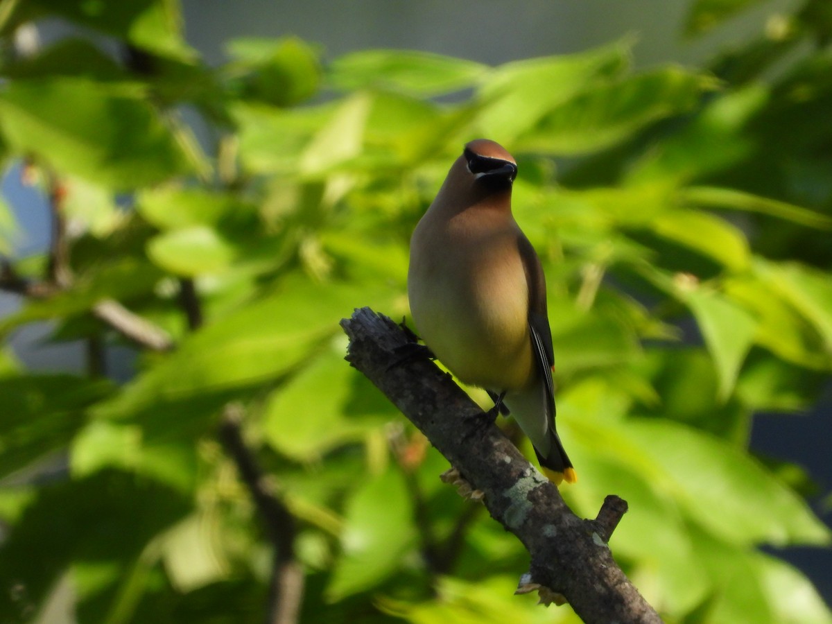 Cedar Waxwing - ML636204306