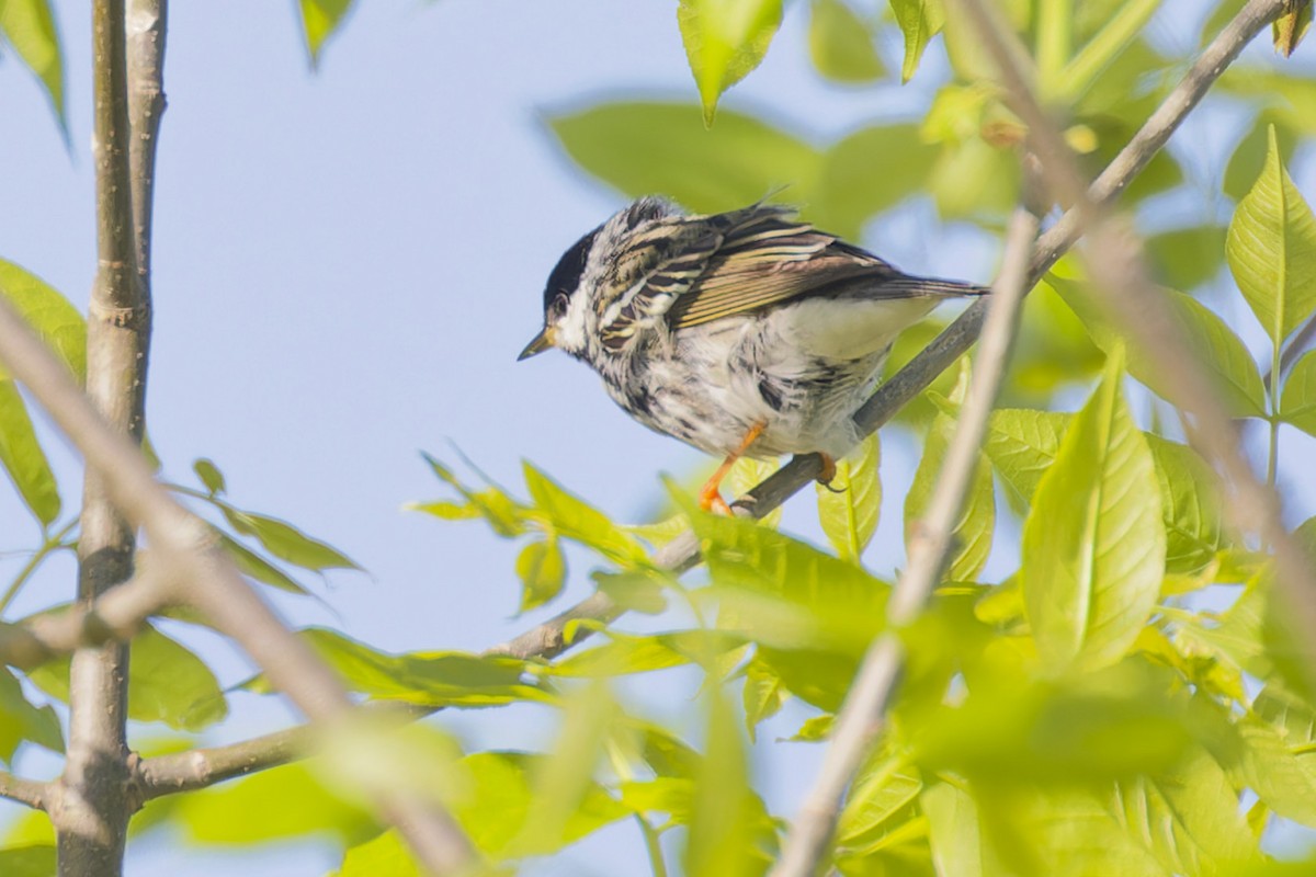 Blackpoll Warbler - ML636204309