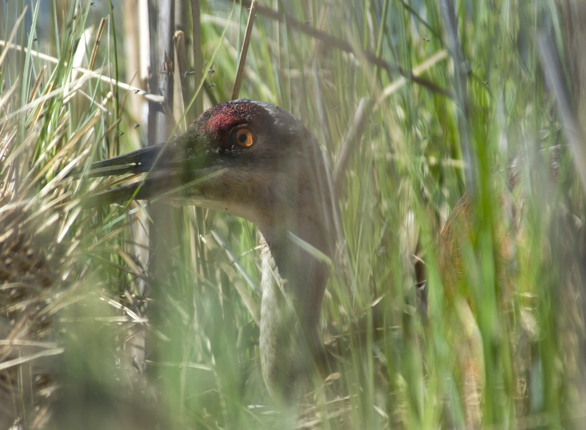 Sandhill Crane - ML636204330