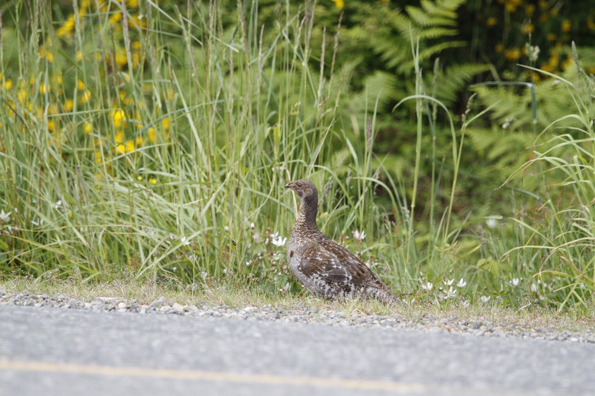 Sooty Grouse - ML636204331