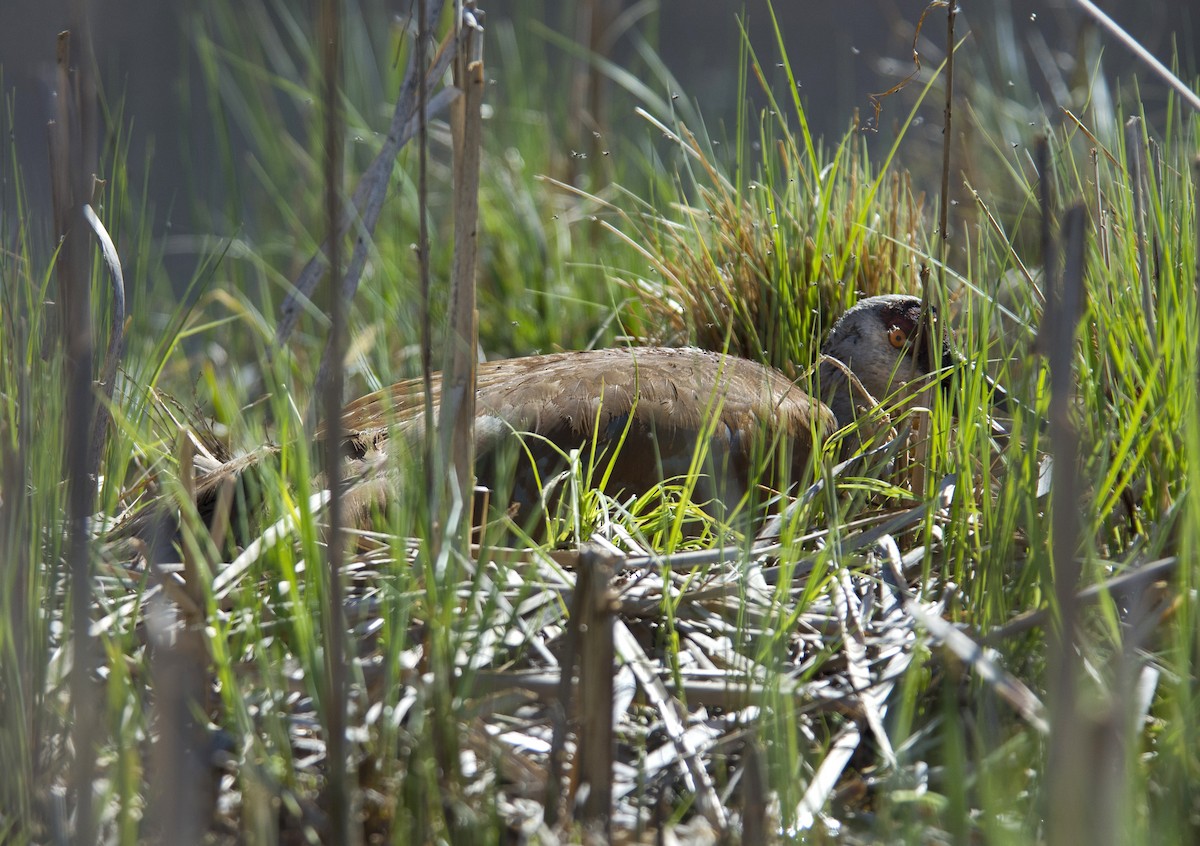 Sandhill Crane - ML636204348