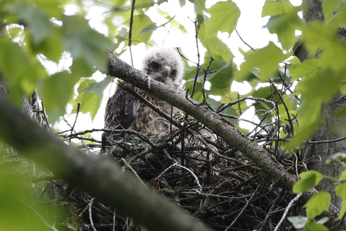 Red-shouldered Hawk - ML636204357