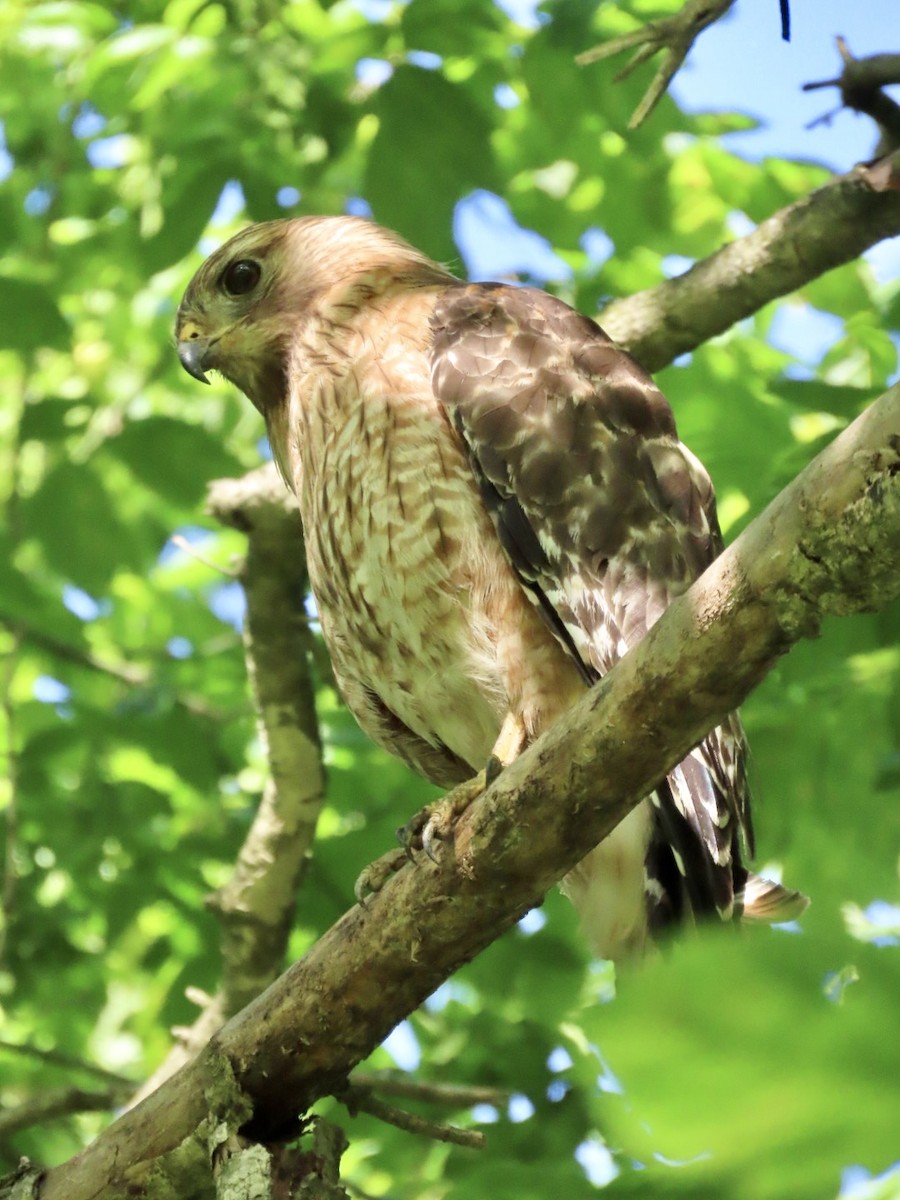 Red-shouldered Hawk - ML636204418