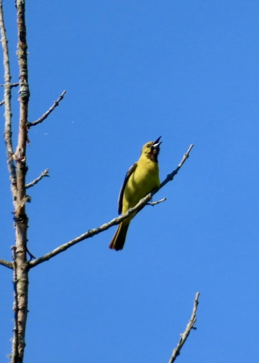 Orchard Oriole - ML636204428