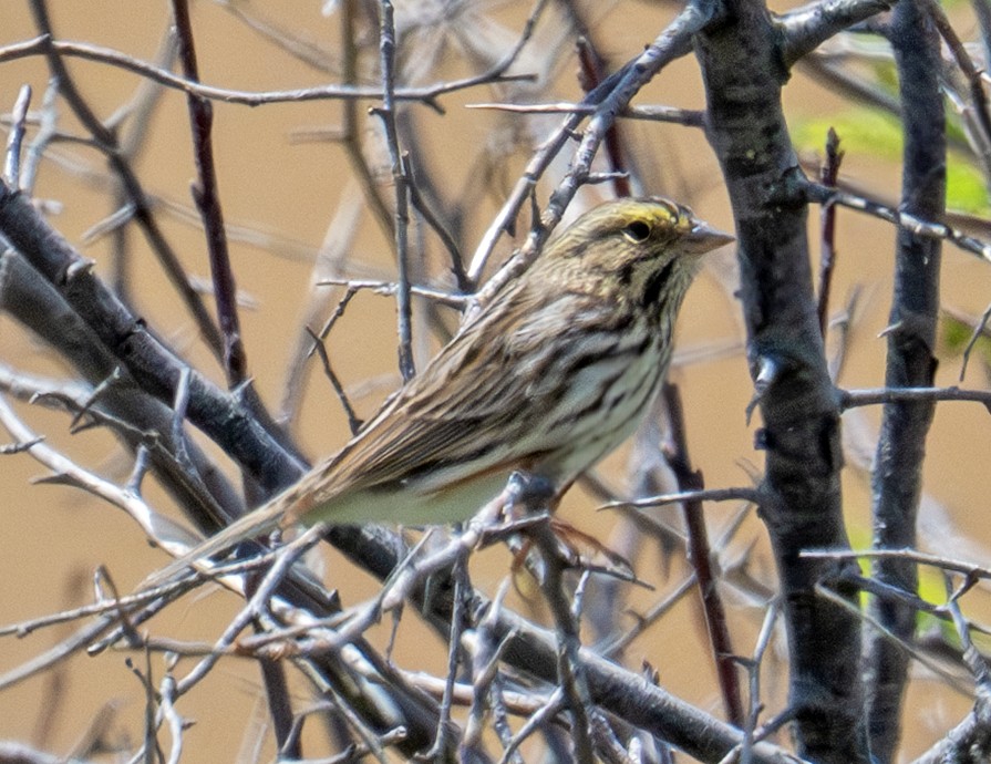 Savannah Sparrow - ML636204440