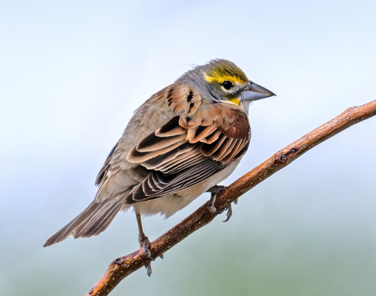 Dickcissel - ML636204454