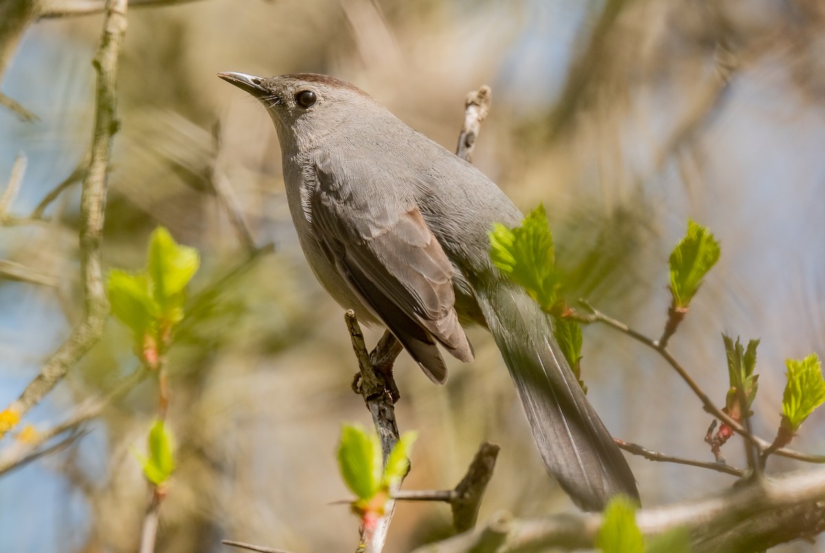 Gray Catbird - ML636204511