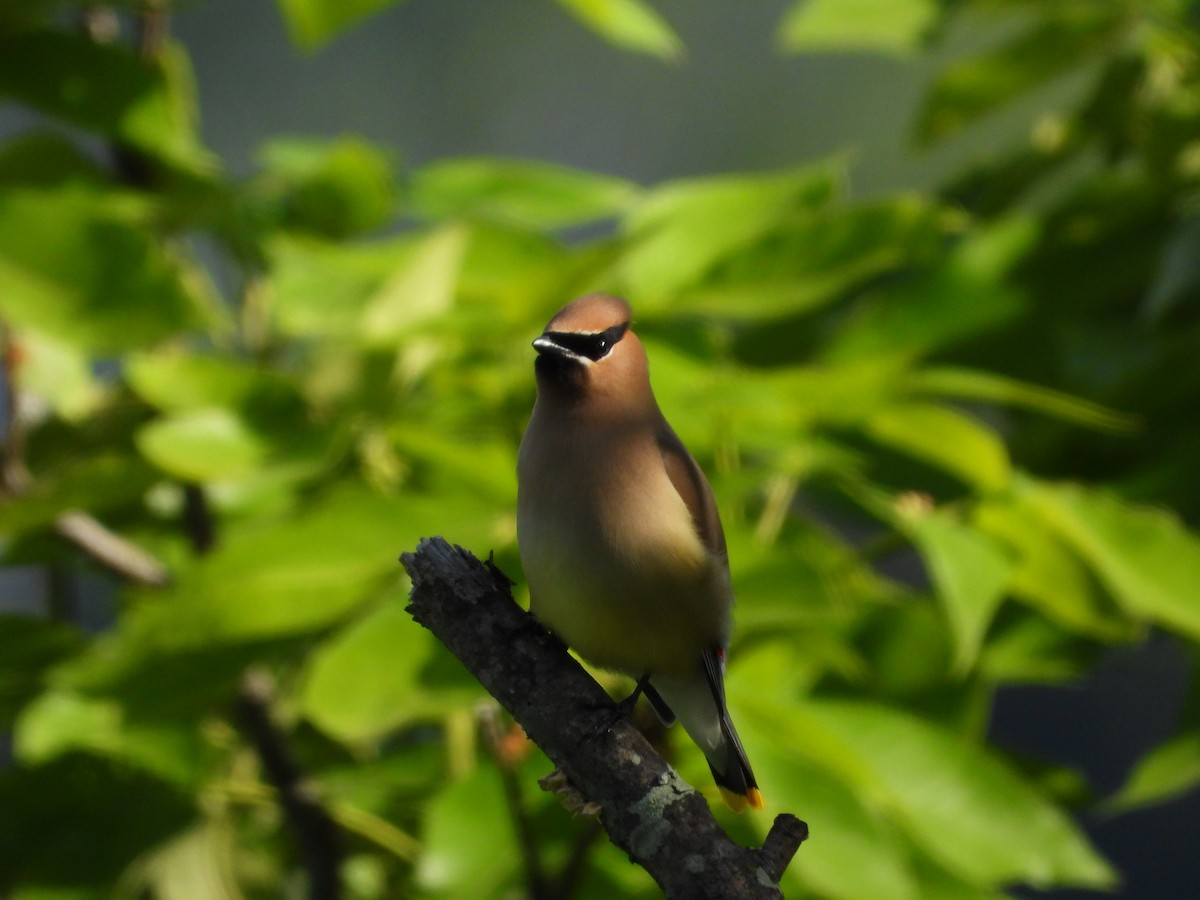 Cedar Waxwing - ML636204513