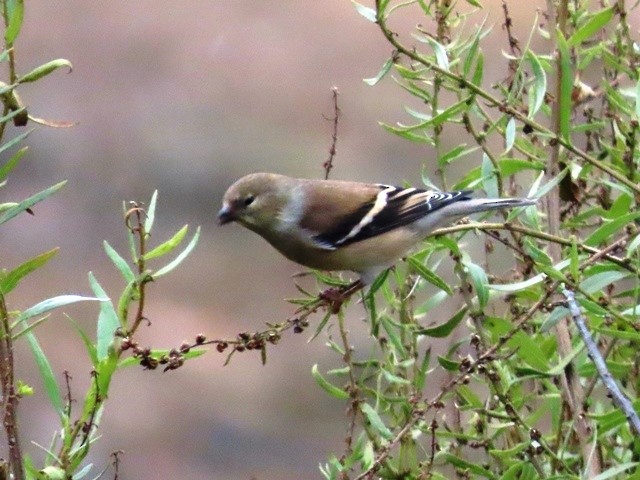 American Goldfinch - ML636204535