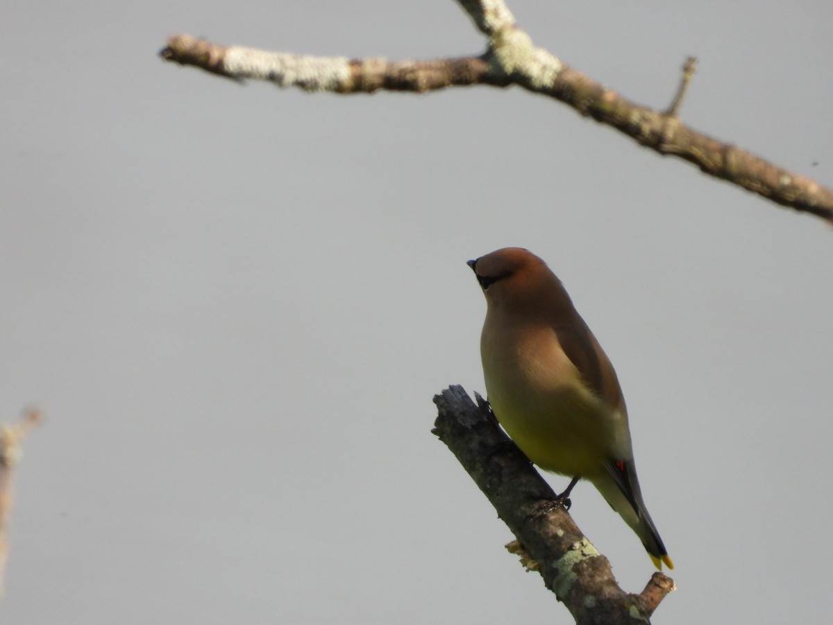 Cedar Waxwing - ML636204587