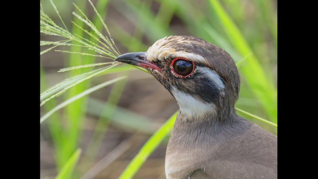 Bronze-winged Courser - ML636204593