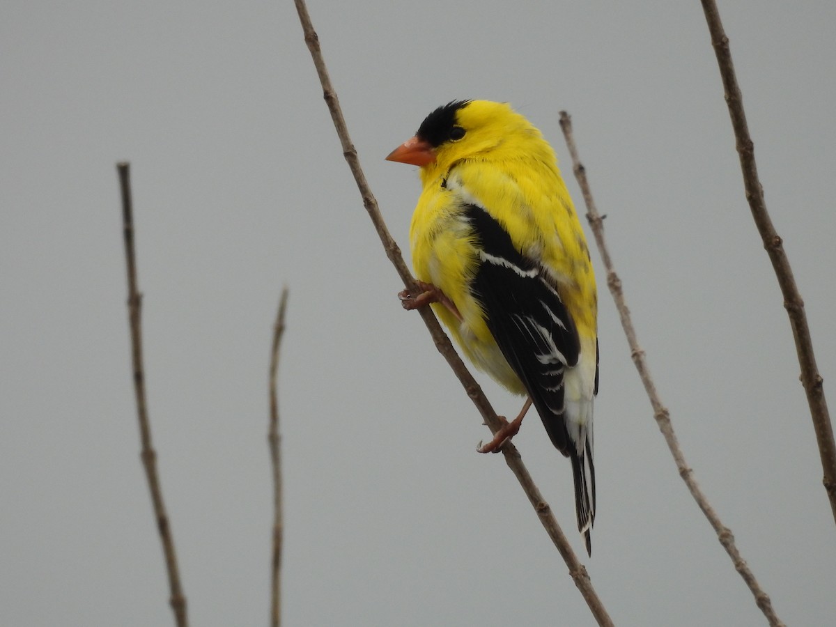 American Goldfinch - ML636204626