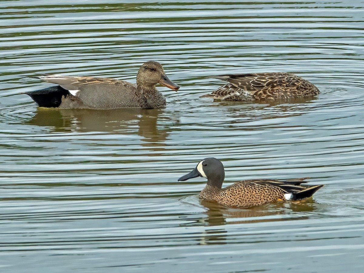 Blue-winged Teal - ML636204638