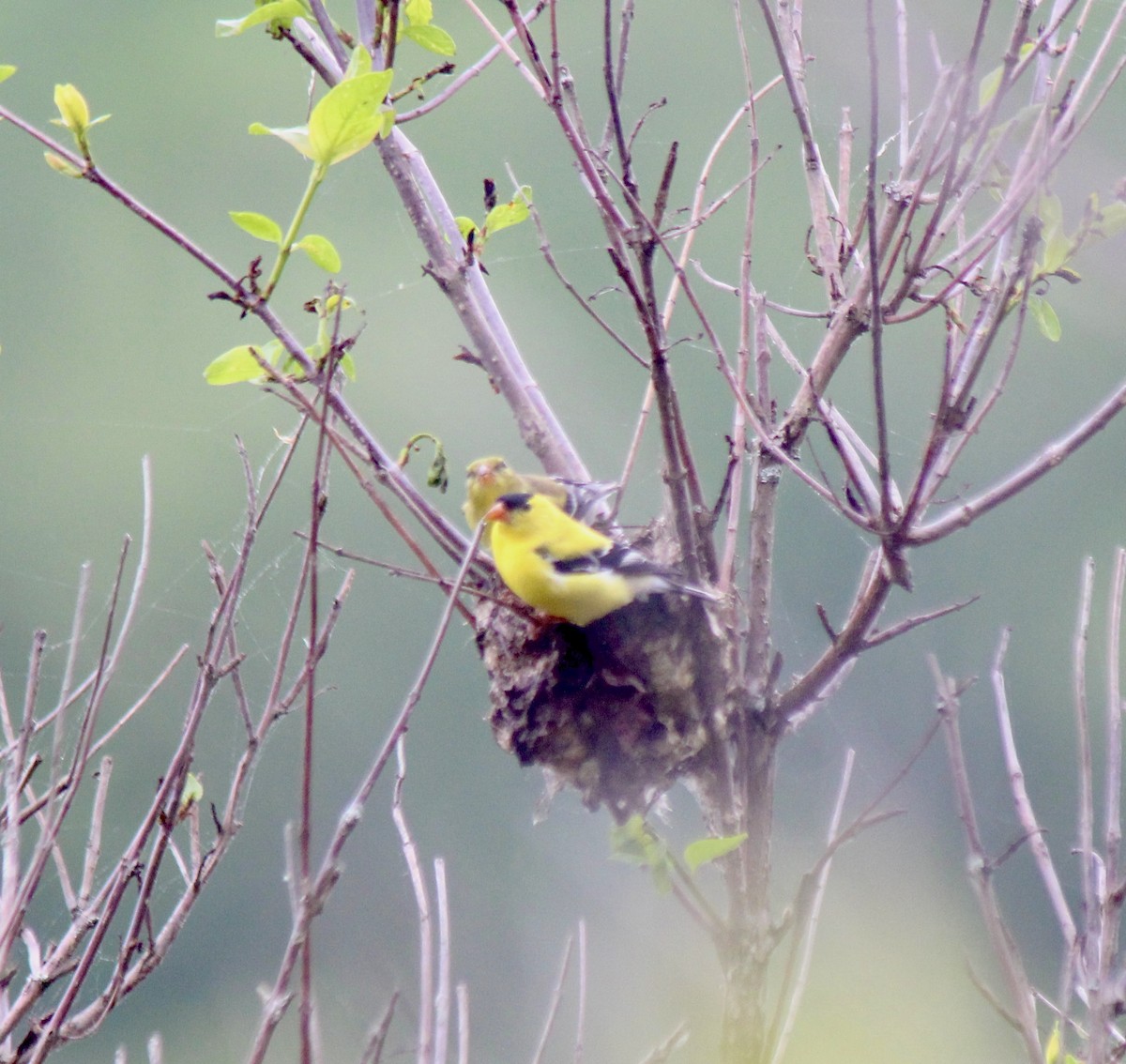 American Goldfinch - ML636204640