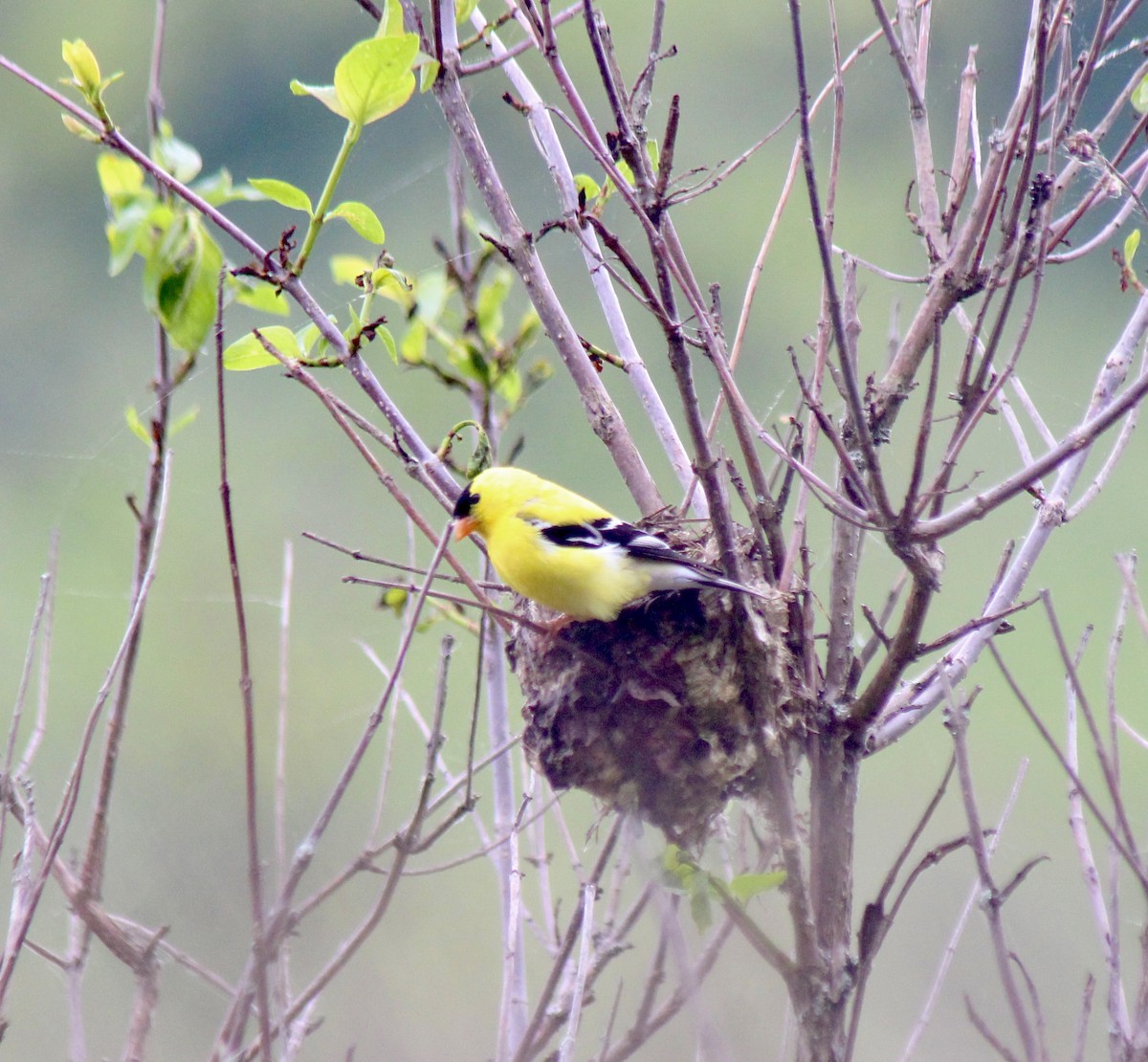 American Goldfinch - ML636204641