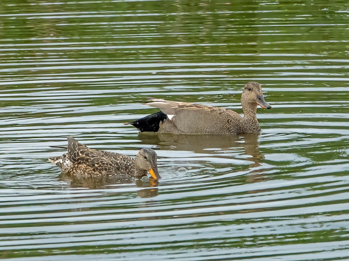 Gadwall - ML636204649