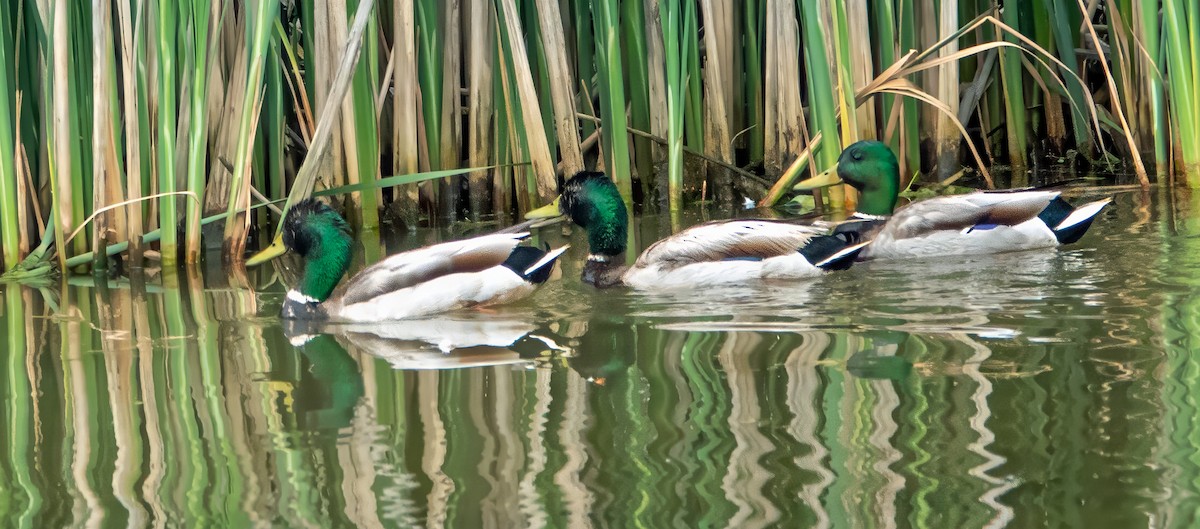 Mallard - ML636204663