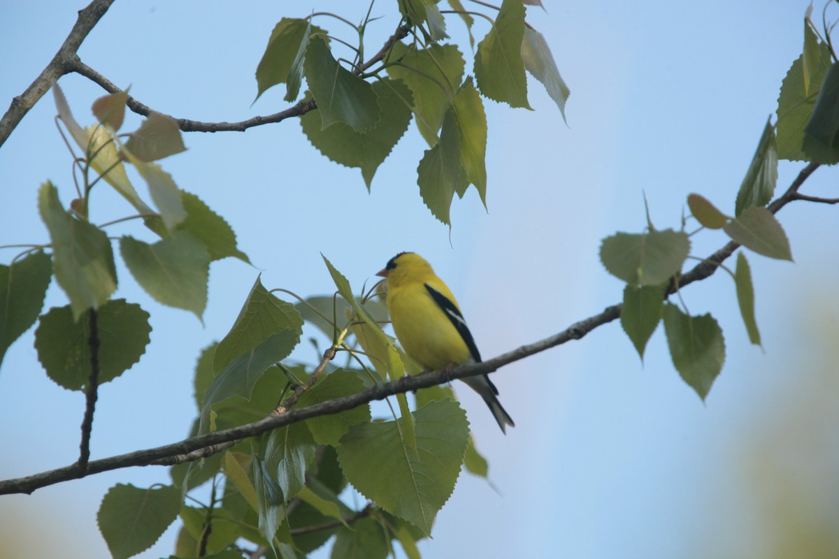 American Goldfinch - ML636204671