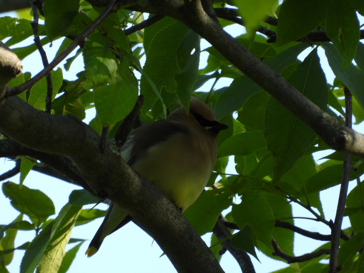 Cedar Waxwing - ML636204673