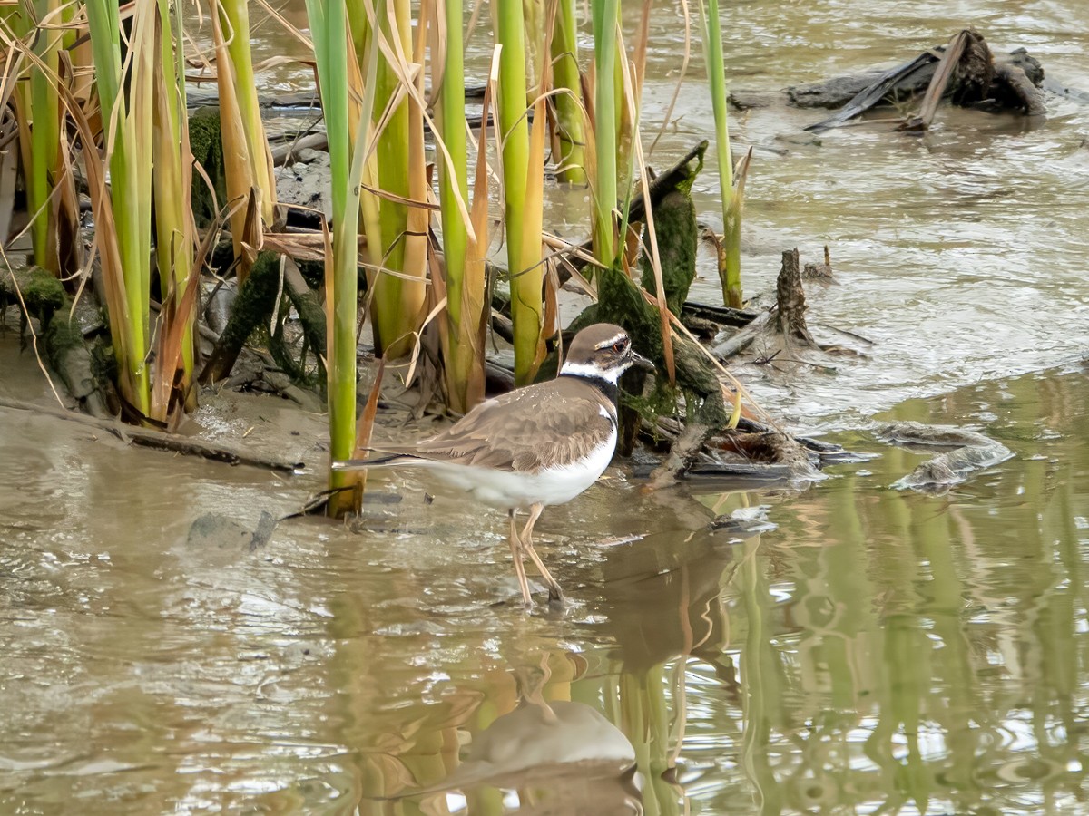 Killdeer - ML636204674