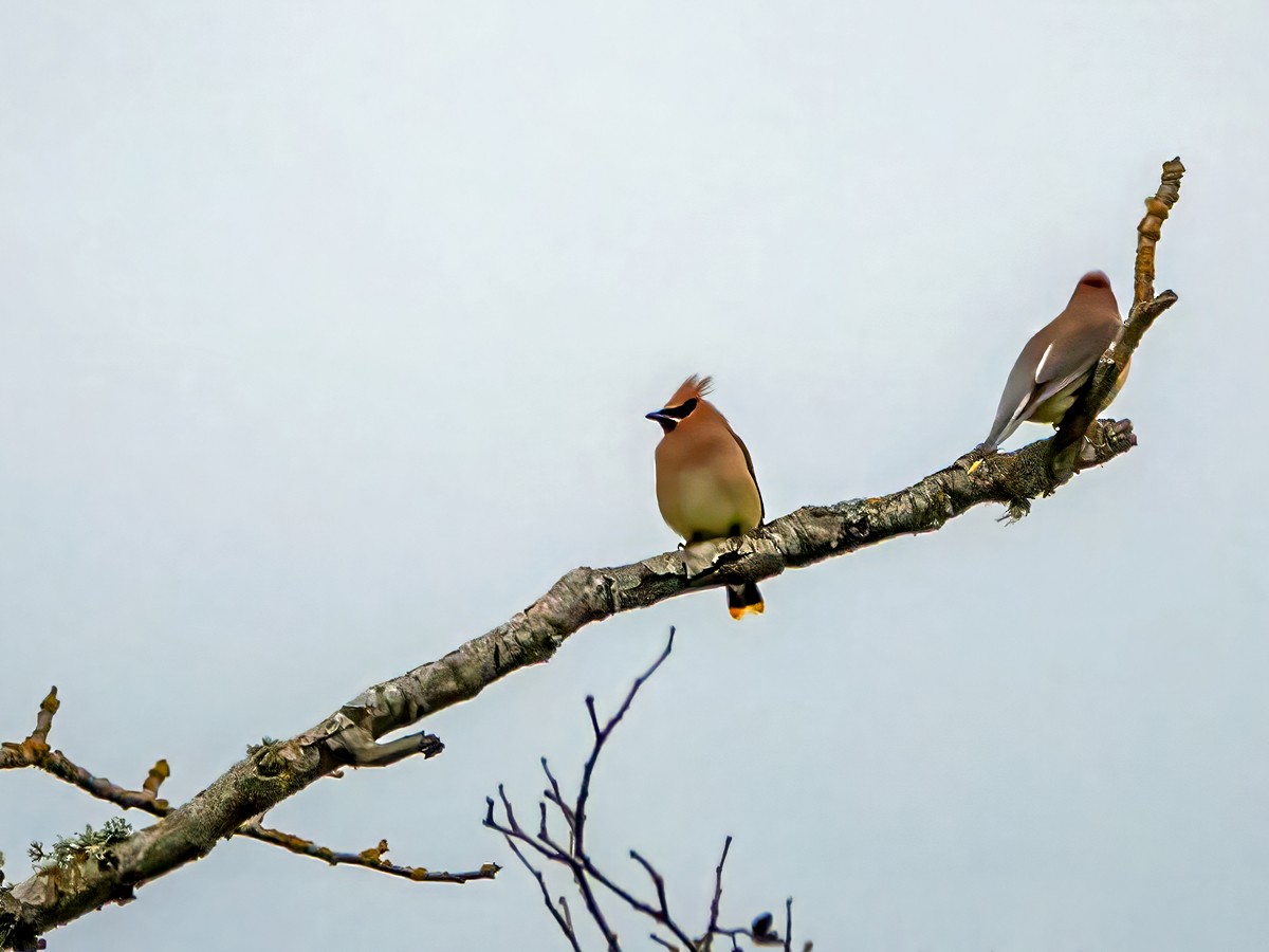 Cedar Waxwing - ML636204683