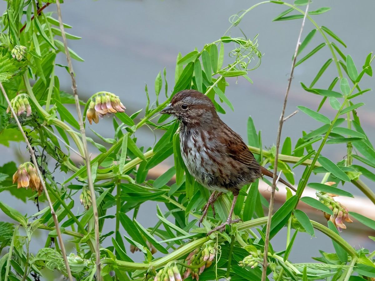 Song Sparrow - ML636204690