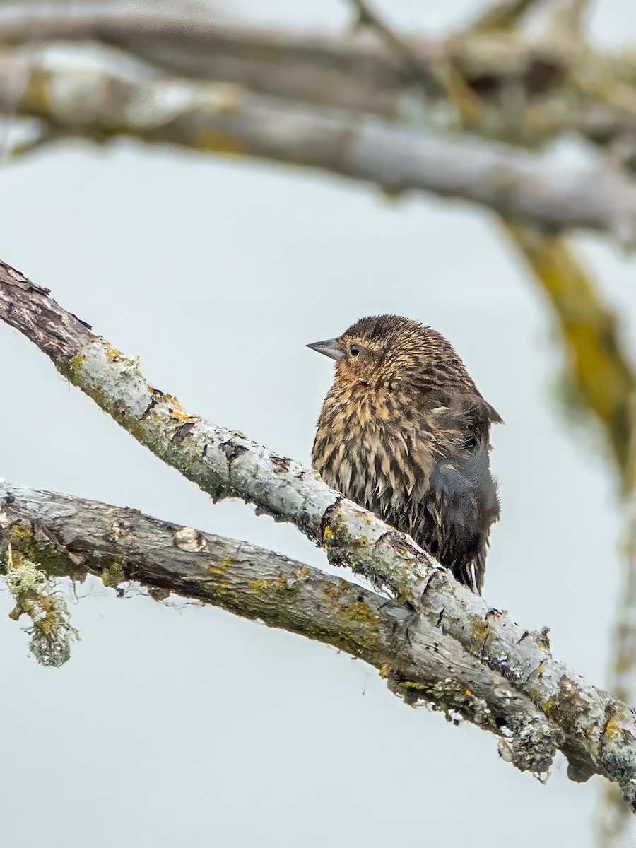 Red-winged Blackbird - ML636204704