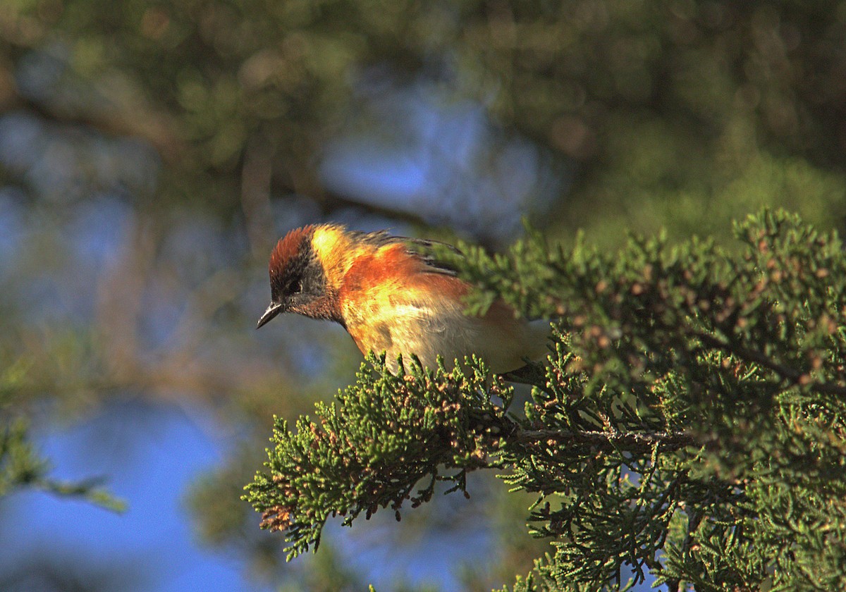 Bay-breasted Warbler - ML636204749