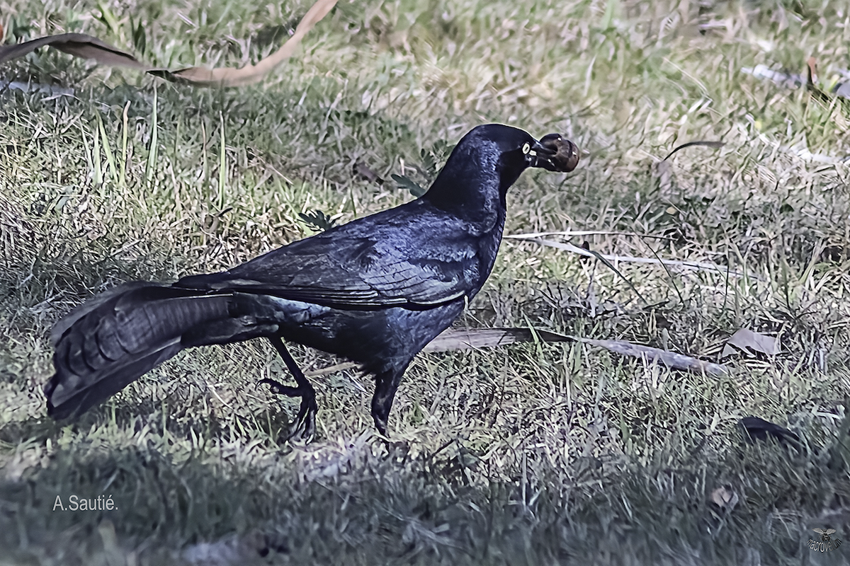 Greater Antillean Grackle - ML636204873