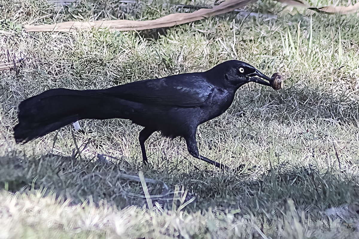 Greater Antillean Grackle - ML636204874