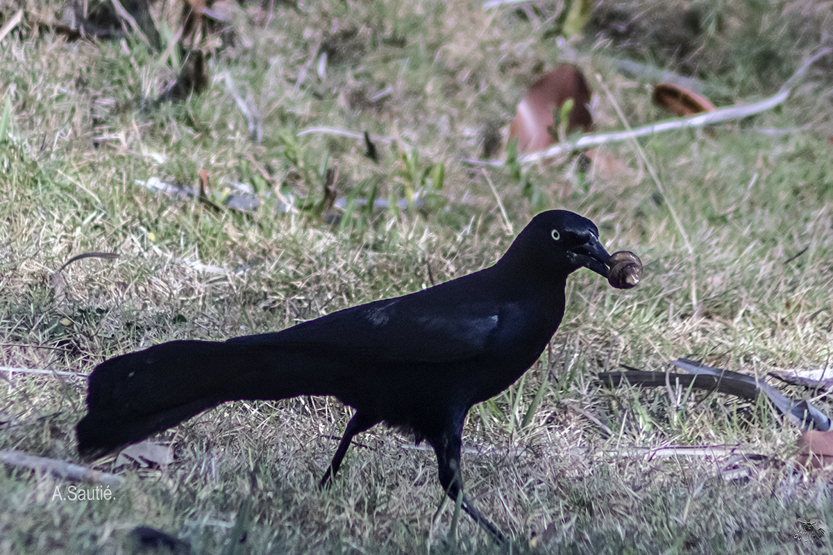 Greater Antillean Grackle - ML636204875