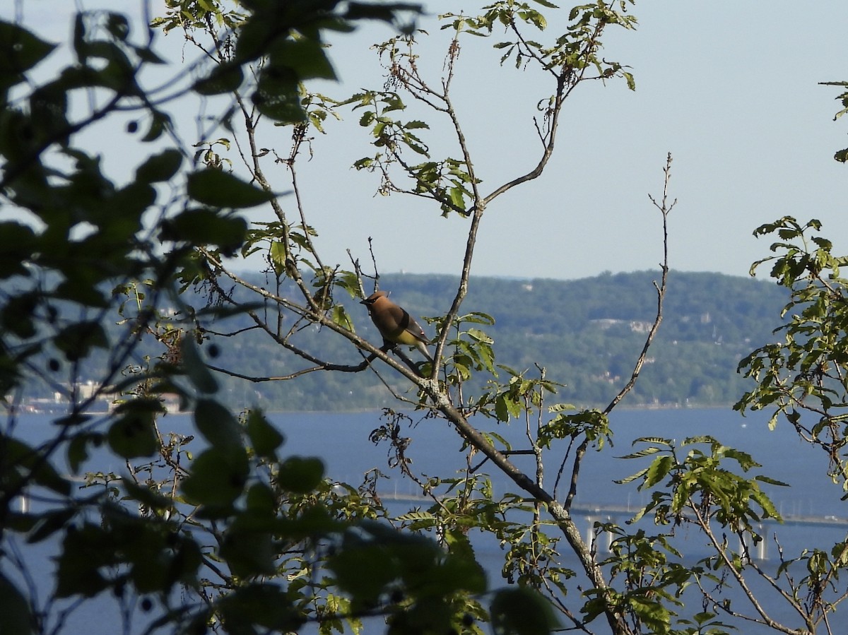 Cedar Waxwing - ML636204877