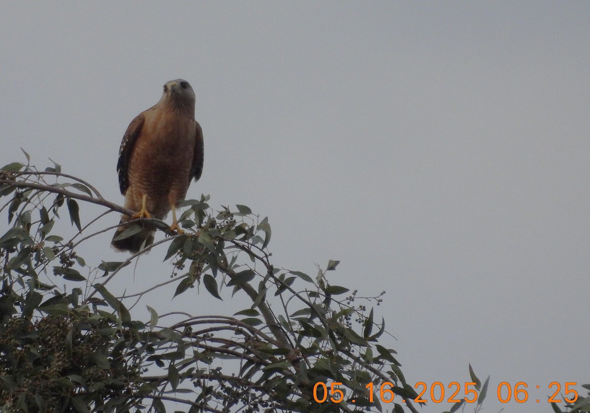 Red-shouldered Hawk - ML636204897