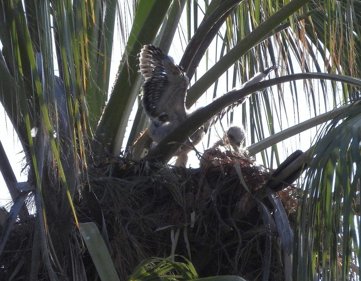 Red-shouldered Hawk - ML636204952
