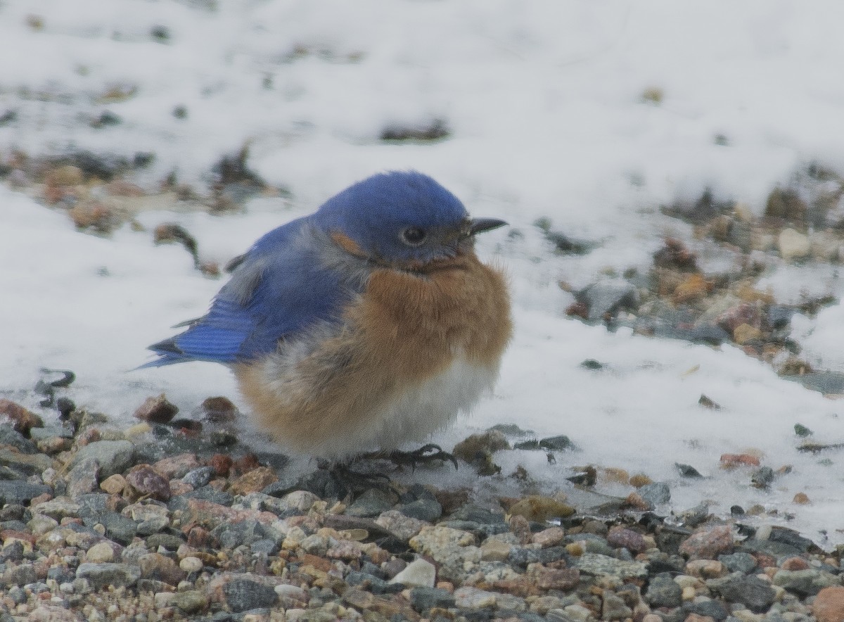 Eastern Bluebird - ML636204956